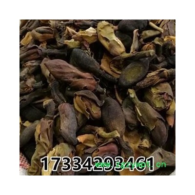 厚朴花  川朴花 调羹花  中药材初级农产品