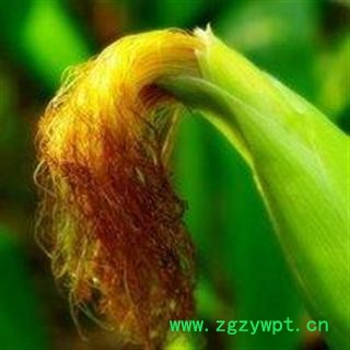 新货  玉米须  玉米须 德誉堂药业批发各种中药材图4