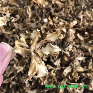 栀子花 栀子花统货 产地 江西省 买好药找娟子图2