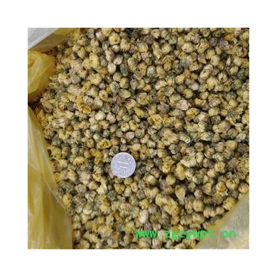 胎菊 桐乡胎菊王 产地 浙江省