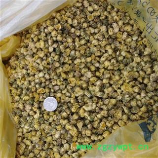 胎菊 桐乡胎菊王 产地 浙江省图2