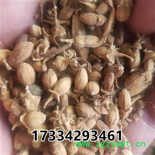 佛手花   佛柑花 新货图4