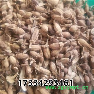 佛手花   佛柑花 新货图2