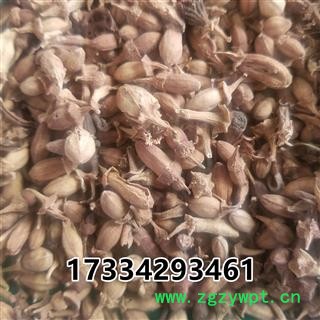 佛手花   佛柑花 新货图3