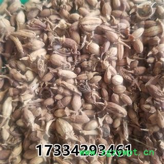 佛手花   佛柑花 新货