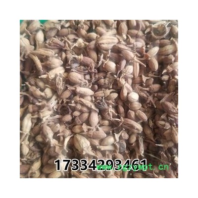 佛手花   佛柑花 新货