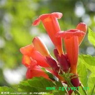 凌霄花 选 凌霄花  产地 安徽省 德誉堂药业批发各种中药材图2