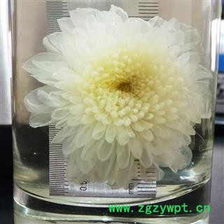 贡菊花 菊花 七月菊好货 产地 安徽省黄山市 娟子中药图4