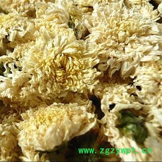 贡菊花 菊花 七月菊好货 产地 安徽省黄山市 娟子中药图2