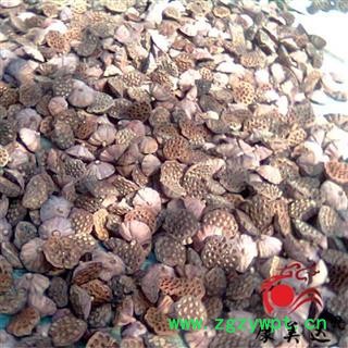 莲房 统货 产地 江西省 凯捷中药图3