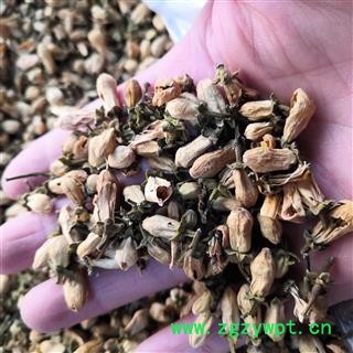 新辉药业玳玳花 优质新货图2