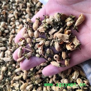 新辉药业玳玳花 优质新货图3