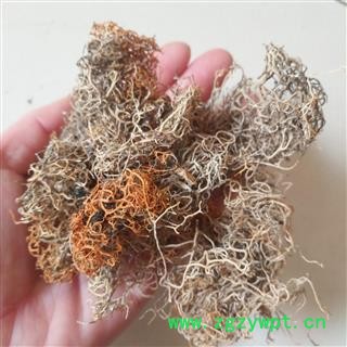 新辉药业红雪茶  金丝茶 金刷把图2