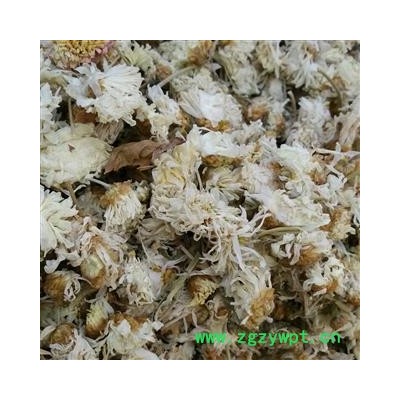 菊花 选 产地 河北省