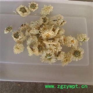 太阳菊供应批发 菊花 太阳菊 选货  本店批发零售各种中药材图3