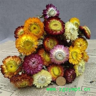 菊花 七彩菊 正品保证质量图3