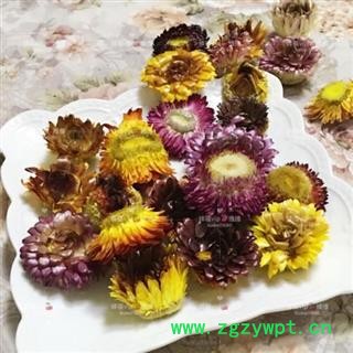 菊花 七彩菊 正品保证质量图4