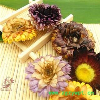 菊花 七彩菊 正品保证质量图2