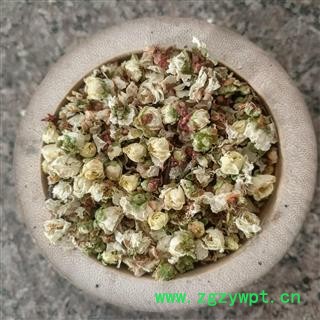 绿梅花 绿萼梅正品保证质量7天无理由退货退款 安品堂图2