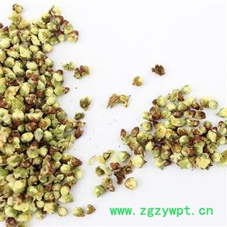 绿萼梅 绿梅花正品保证质量7天无理由退货退款 安品堂图4