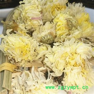 甜菊花 01 药菊花 统 产地 广东省图2