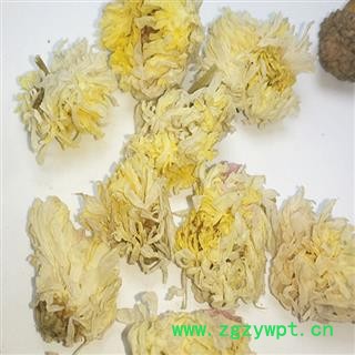 甜菊花 01 药菊花 统 产地 广东省图3