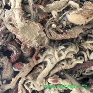 铁树花母花 铁树花雌花正品保证质量 华安堂图2