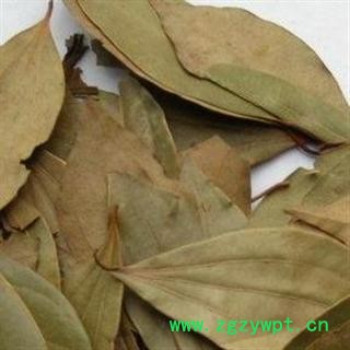 世元药业 杜鹃叶 正品 无污染 天然 优惠 促销图3