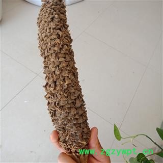 铁树花 铁树花雄花正品保证质量7天无理由退货退款 华安堂图4