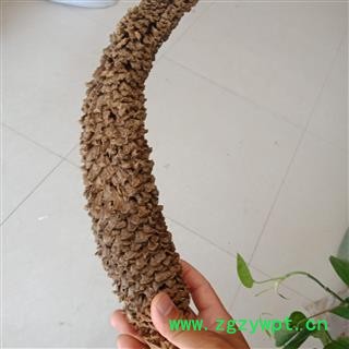 铁树花 铁树花雄花正品保证质量7天无理由退货退款 华安堂图2