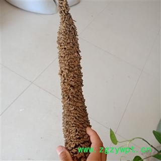 铁树花 铁树花雄花正品保证质量7天无理由退货退款 华安堂图3