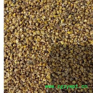 野菊花 野菊花好统货 产地 山东省图2