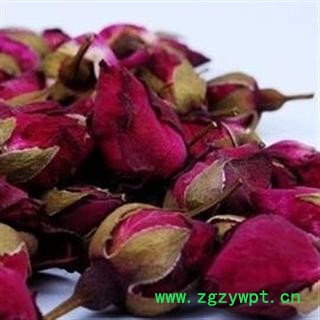 月季花 01 月季花 小号  产地 重庆市县铜梁县图3