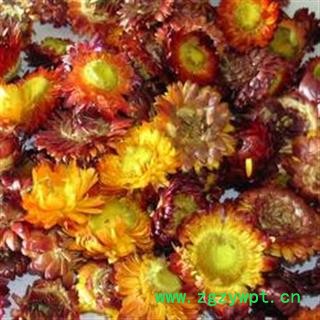 世元药业 七彩菊 七彩菊花 正品 新货图2