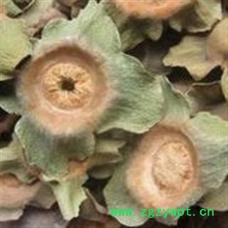 世元药业 柿蒂 嫰蒂 柿钱 柿丁 柿子把图2