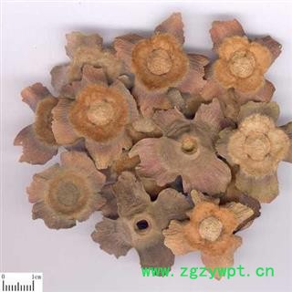 老柿蒂 正品老柿蒂 质量保证15天无理由退货退款图4