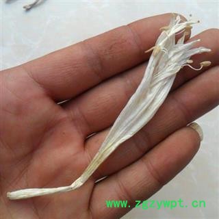 玉簪花 白玉簪花 正品保证质量7天无理由退货退款 安品堂图2