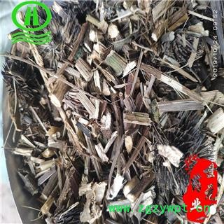 世元药业 紫锥菊 正品 紫锥花 紫松果菊图2