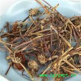 打箭菊 川西小黄菊正品保证质量7天无理由退货退款 安品堂图2