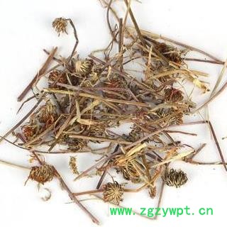 打箭菊 川西小黄菊正品保证质量7天无理由退货退款 安品堂图3