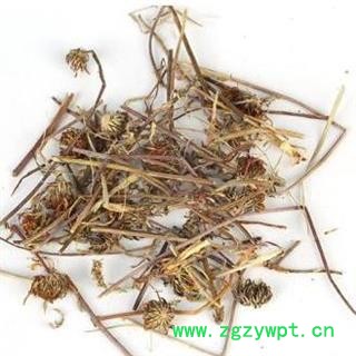 打箭菊 川西小黄菊正品保证质量7天无理由退货退款 安品堂图4