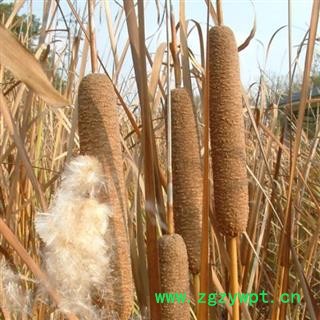 蒲棒 蒲包草 鬼蜡烛 正品保证质量7天无理由退货退款 安品堂图2