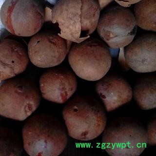 世元药业 佛眼 正品 优质 批发 零售图3