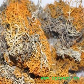 红雪茶 金丝刷 金丝茶 金刷把图3