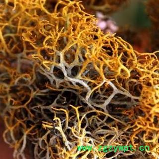 红雪茶 金丝刷 金丝茶 金刷把图2