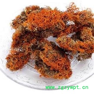 红雪茶 金丝刷 金丝茶 金刷把图4