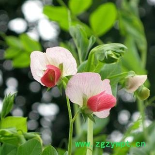 豌豆花 干货 正品保证质量7天无理由退货退款 华安堂图2