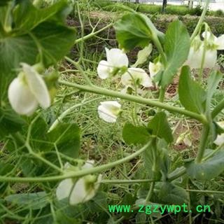 豌豆花 干货 正品保证质量7天无理由退货退款 华安堂图3