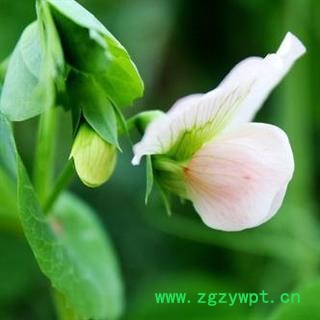 豌豆花 干货 正品保证质量7天无理由退货退款 华安堂图4