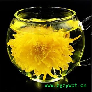 金丝黄菊 单独包装 产地 安徽省  产地直销图3